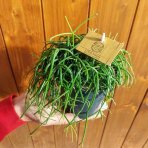 Ripsalis (Rhipsalis burchellii) 'CASHERO CORAL BREEZE' - výška 5 cm ⌀ 15 cm, kont. C1L